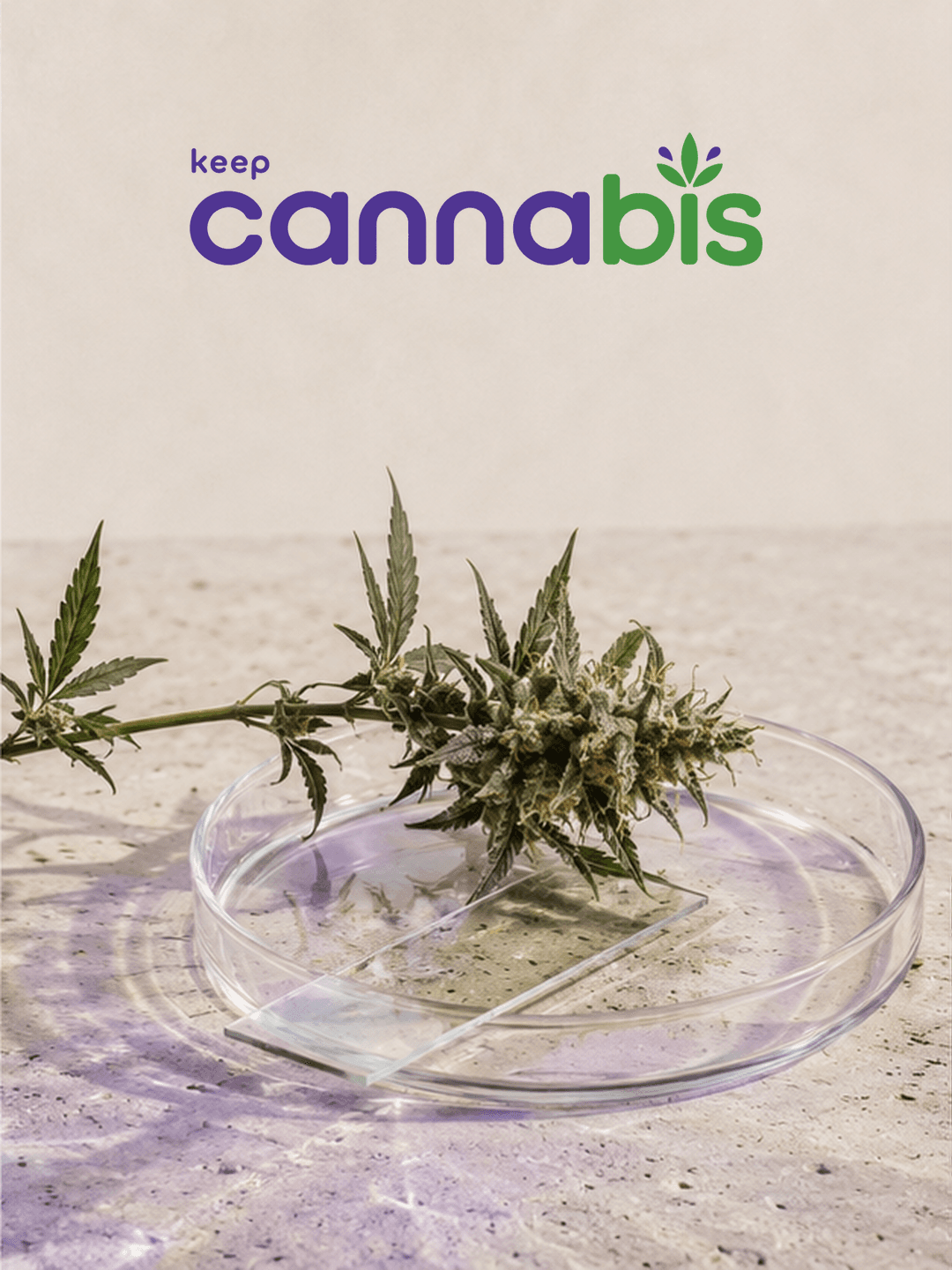 Flor de cannabis em placa de Petri, representando pesquisa científica